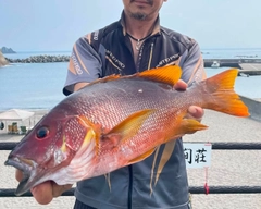 シブダイの釣果