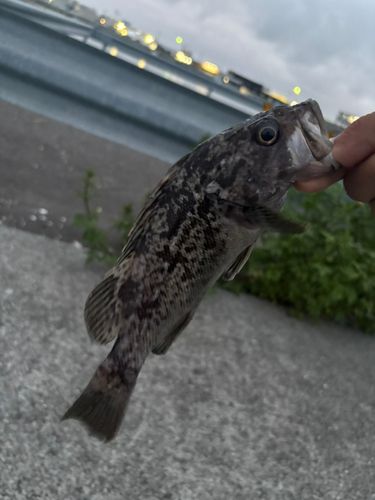 クロソイの釣果