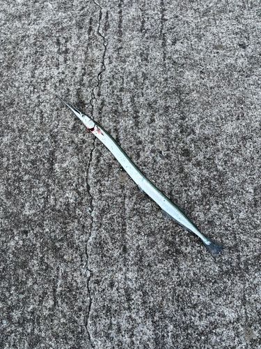 ダツの釣果