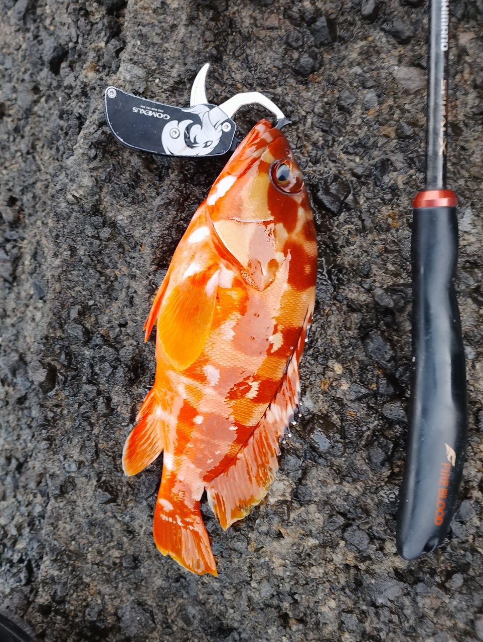 SHIMANO 22ライアーム BG 3-500の最安値・インプレ・釣果 | 本音の