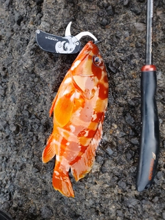 アカハタの釣果
