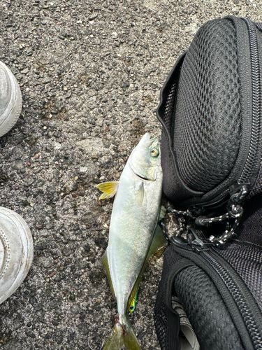 ツバスの釣果