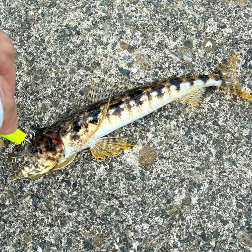 エソの釣果