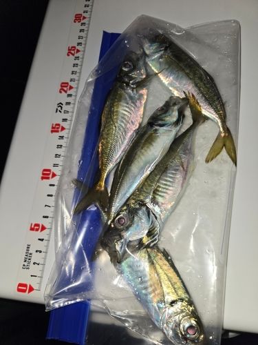 アジの釣果