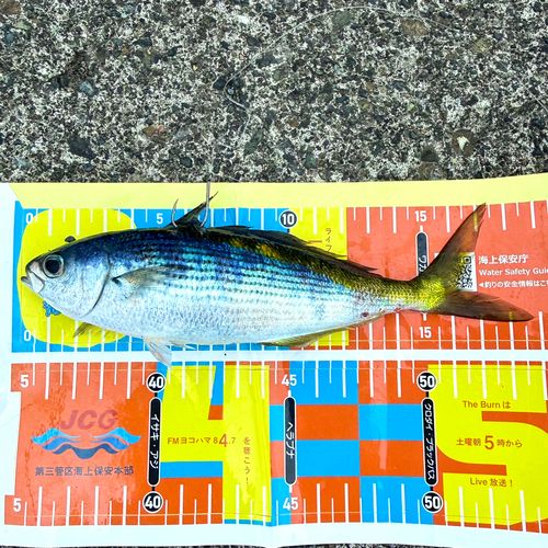タカベの釣果
