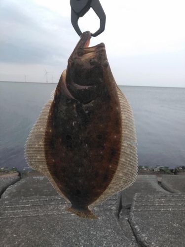 ヒラメの釣果