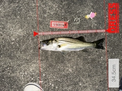 シーバスの釣果