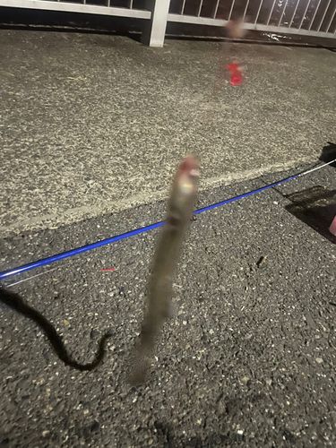 アナゴの釣果