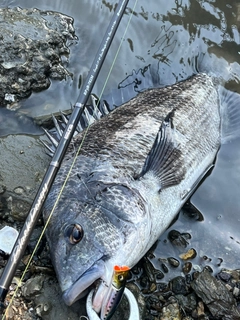 チヌの釣果