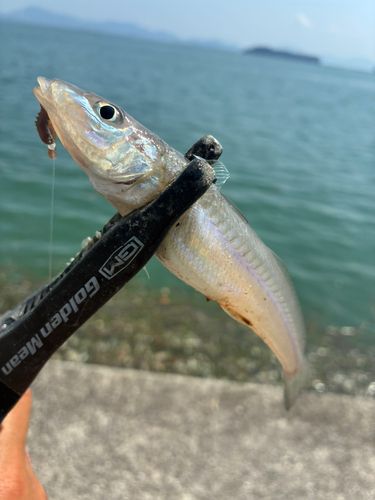 シロギスの釣果