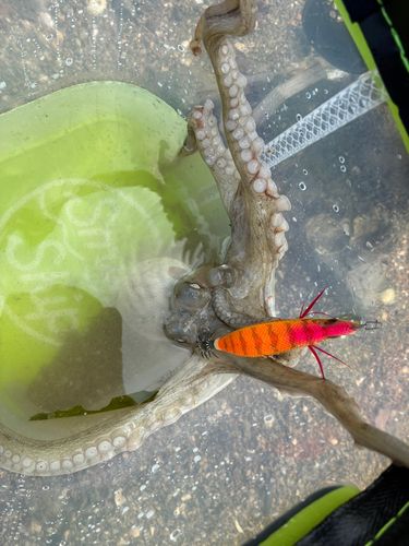 マダコの釣果
