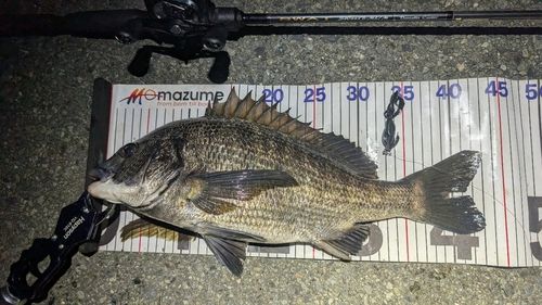 チヌの釣果