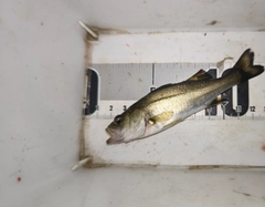 セイゴ（マルスズキ）の釣果