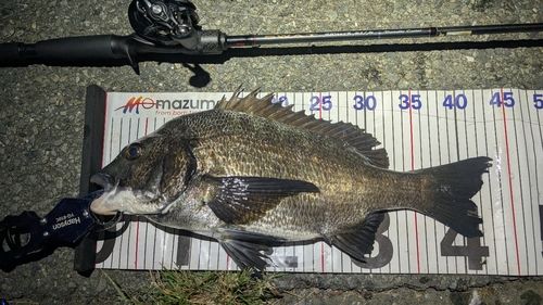 チヌの釣果