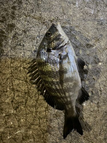 クロダイの釣果