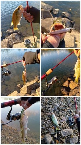 ブラックバスの釣果