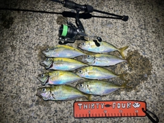アジの釣果
