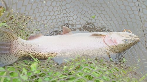 ニジマスの釣果
