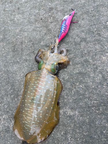 アオリイカの釣果