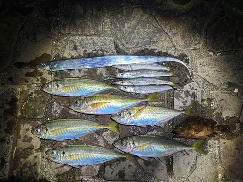 アジの釣果