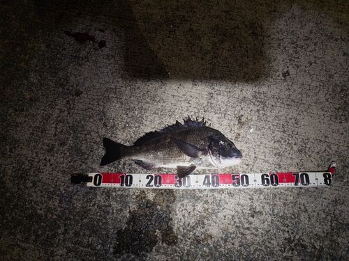 チヌの釣果