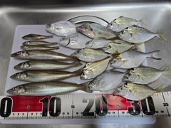 シロギスの釣果