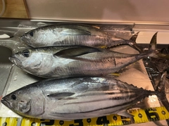 カツオの釣果
