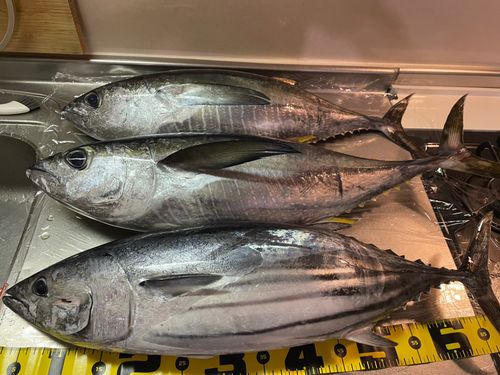 カツオの釣果
