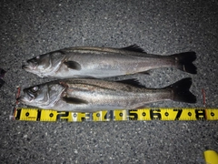 シーバスの釣果