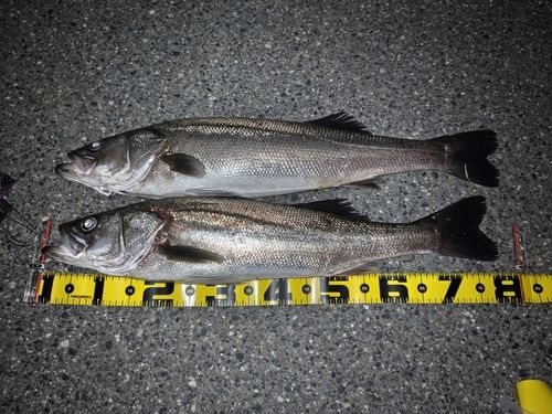 シーバスの釣果