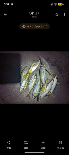 マアジの釣果