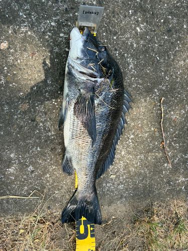 チヌの釣果