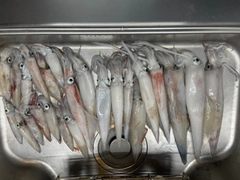 アカイカの釣果