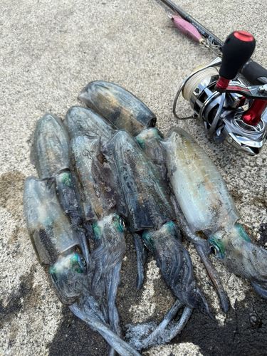 アオリイカの釣果