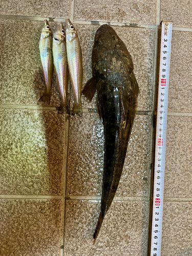 マゴチの釣果