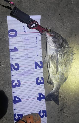 チヌの釣果