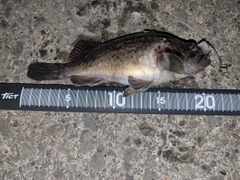 クロソイの釣果