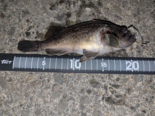 クロソイの釣果