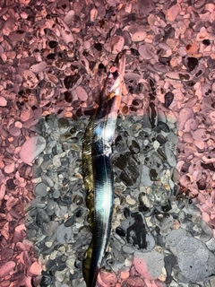 タチウオの釣果