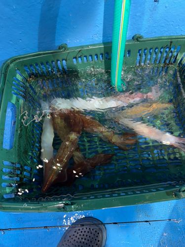マイカの釣果