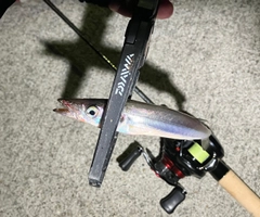 カマスの釣果