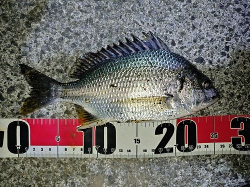 キビレの釣果