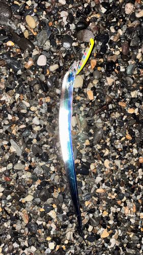 タチウオの釣果