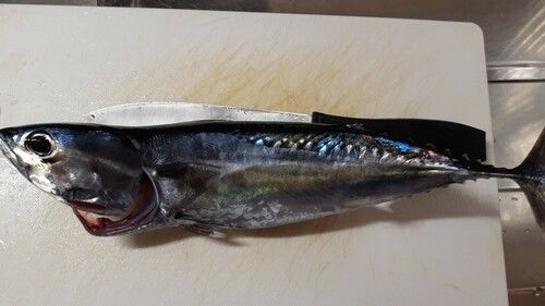 ソウダガツオの釣果