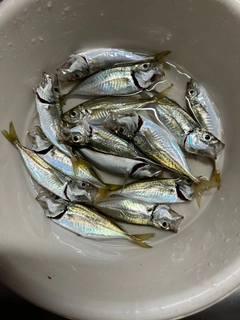 アジの釣果