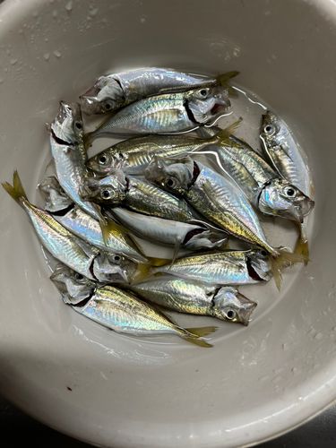 アジの釣果