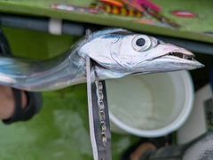タチウオの釣果