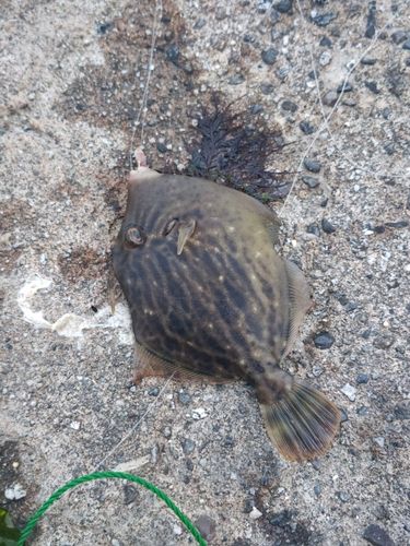 カワハギの釣果