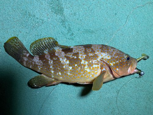 アコウの釣果