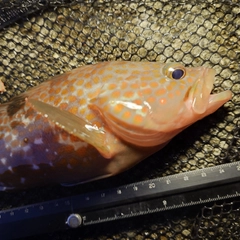 キジハタの釣果